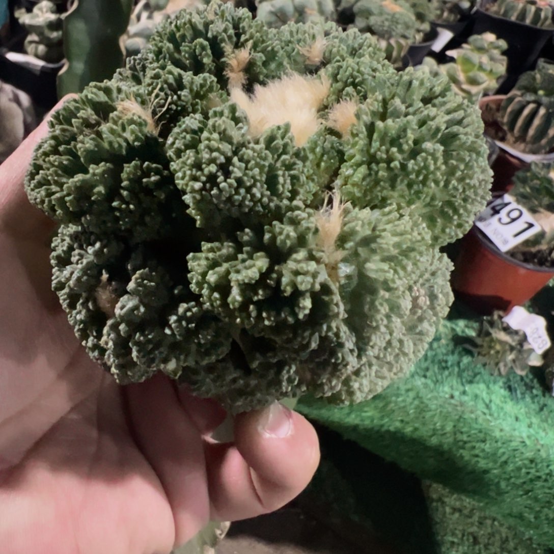 丸叶哥斯拉牡丹512