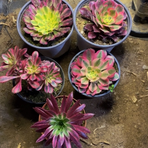 5盆多肉植物6038