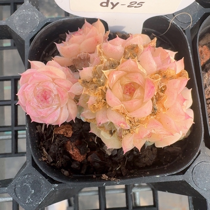 红陶0209-25-麦秆不包整