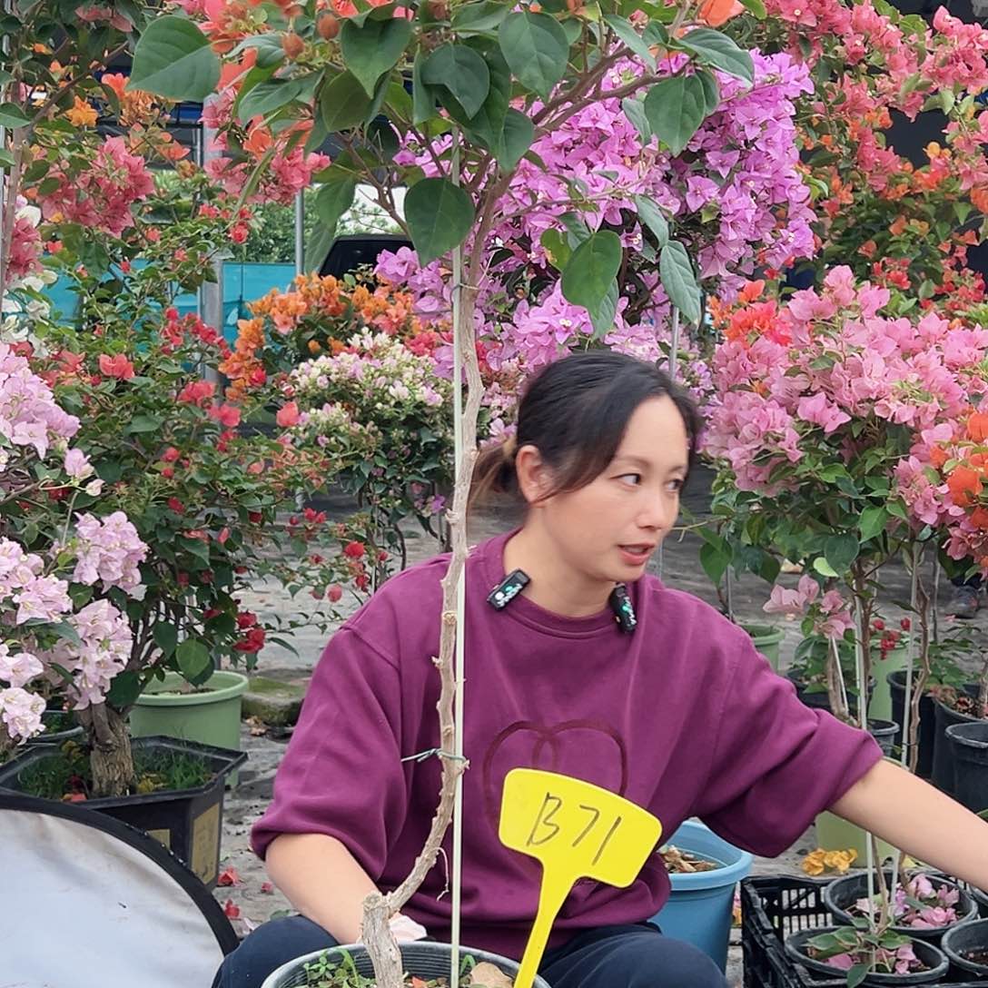 橙***琦大部分花苞少量开放B71暗夕