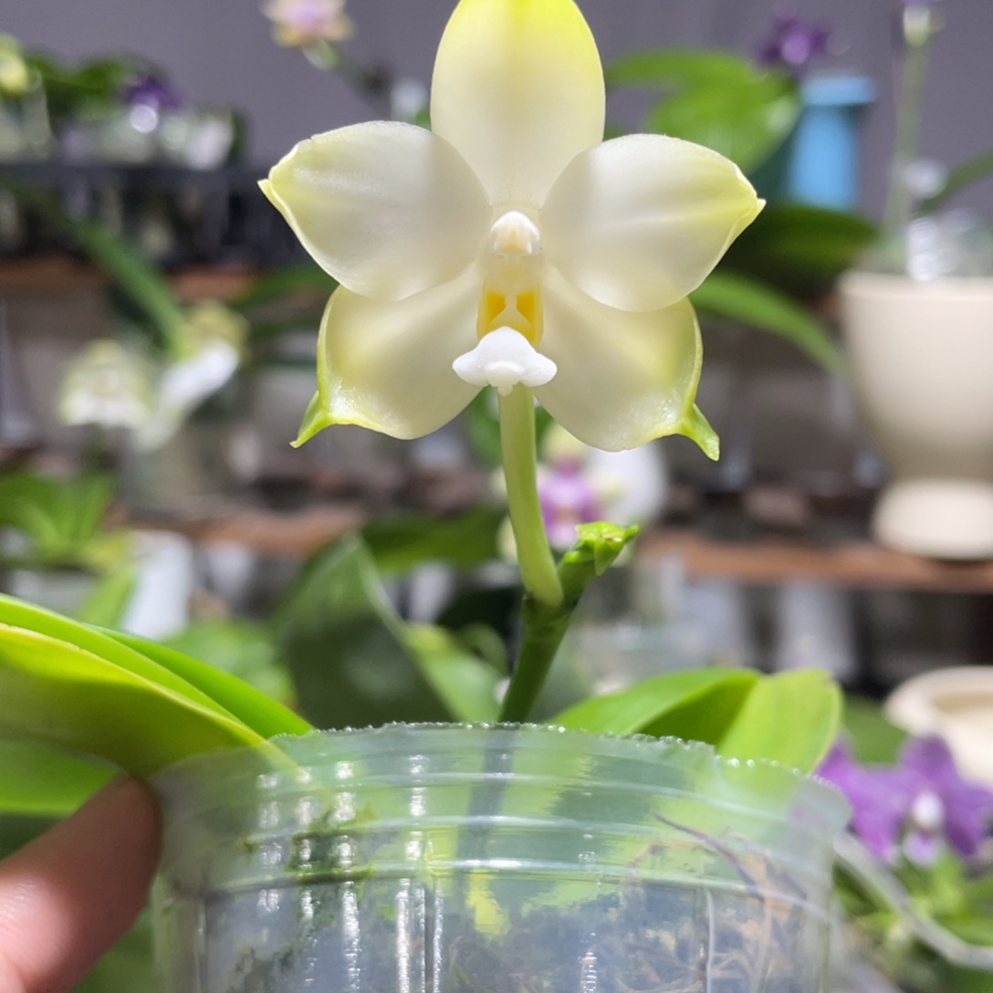 完全开放125叶瑕花期不保