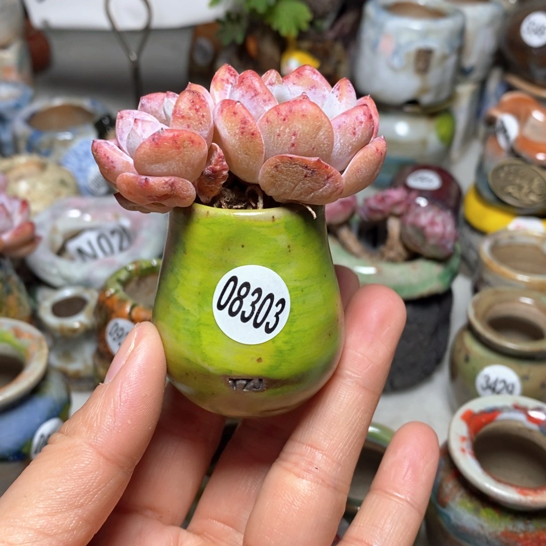 花盆拍5送一个小礼物