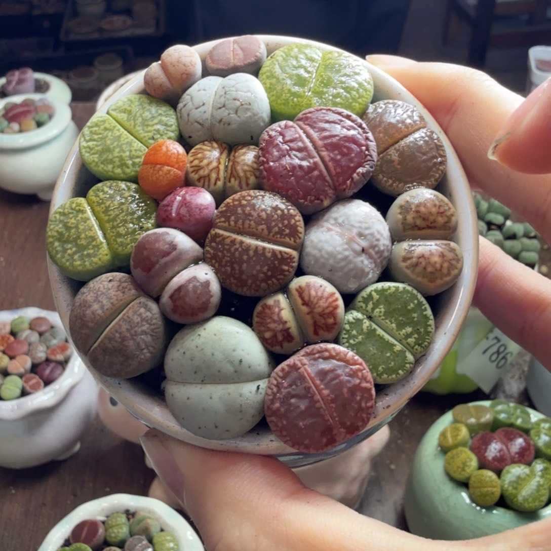 起***嘞多肉植物和植物等植物的813