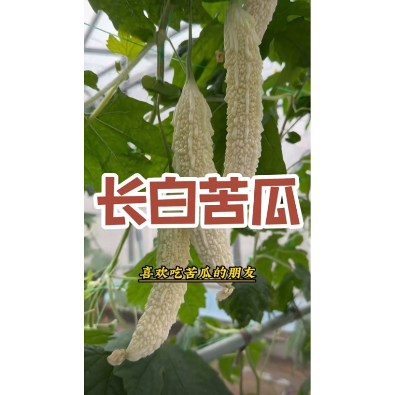 满5包 包邮 032特嫩长白苦瓜种子