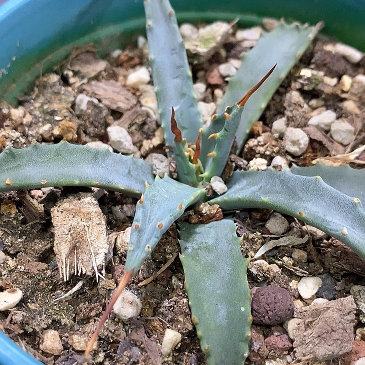 孤品实生eb曲刺妖炎生长点曲刺初五福利