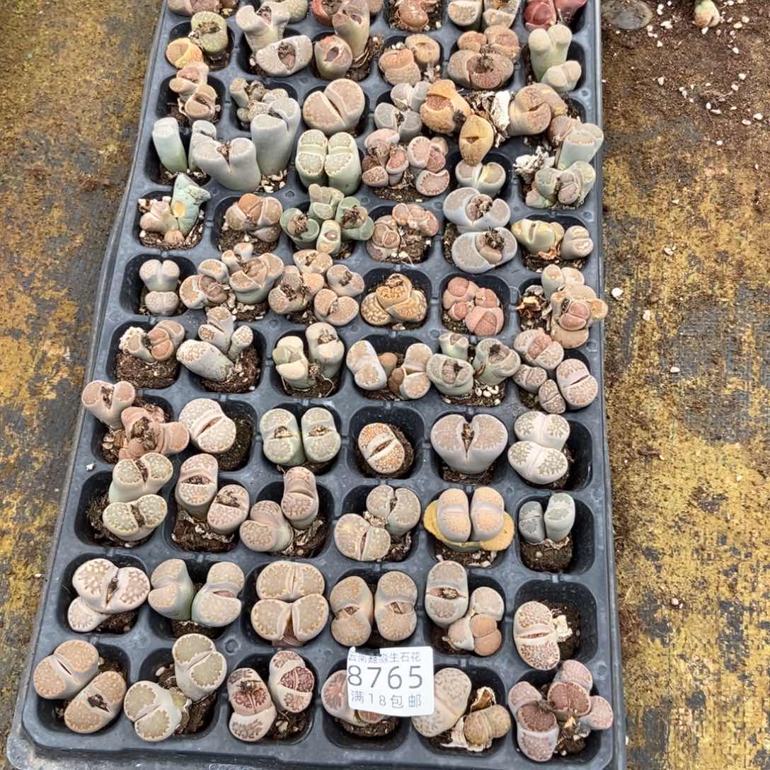 8765特价1版微瑕母本快快快