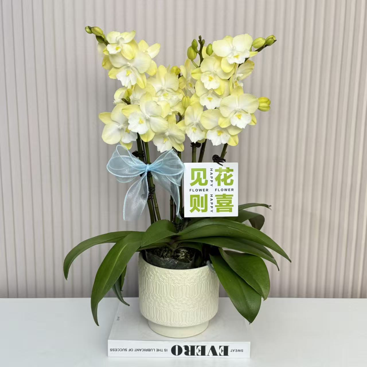 【玉兔】蝴蝶兰  黄绿色中小花型 四季花 室内花精品 源头基地直