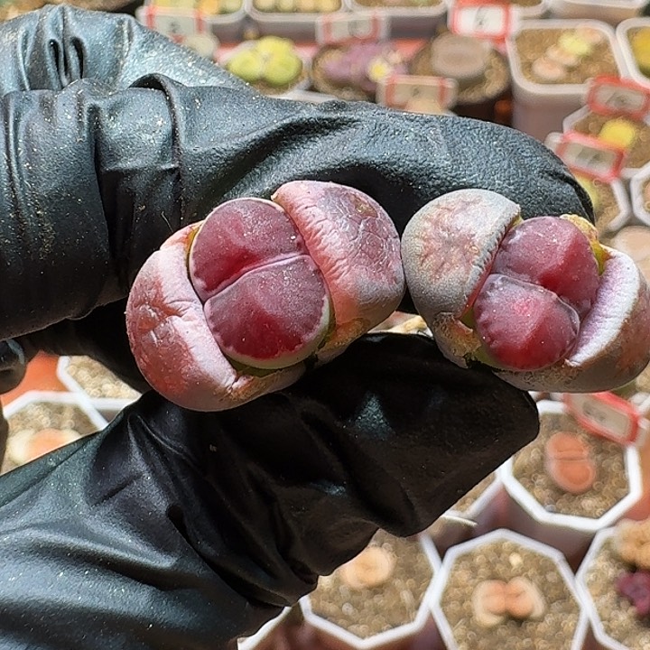 生石花2333/。  50