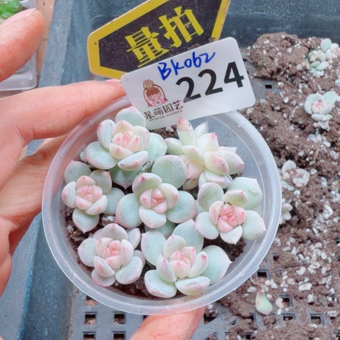 多肉植物多肉植物