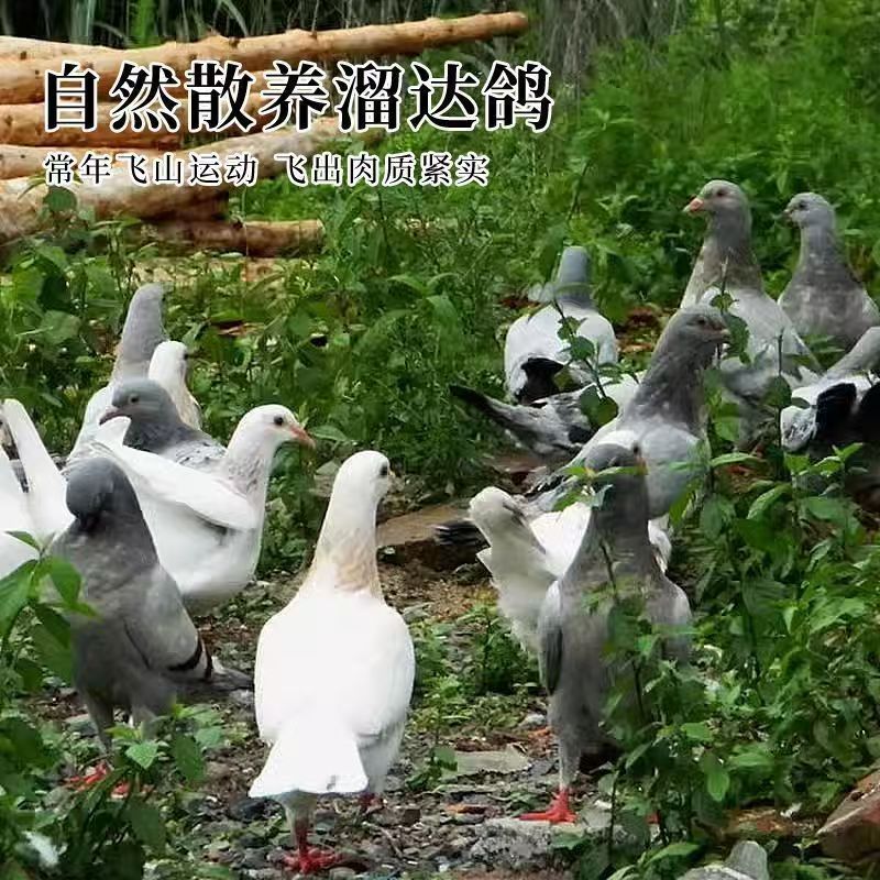 生鲜鸽子直播间改价链接