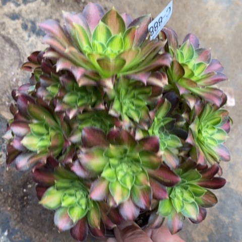 888韶华满25包邮多肉