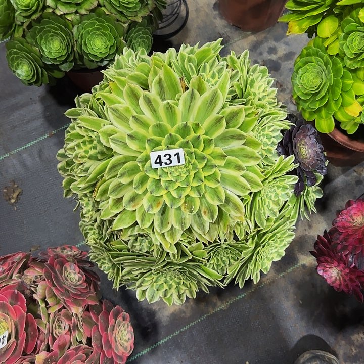 431碧浪多肉法师