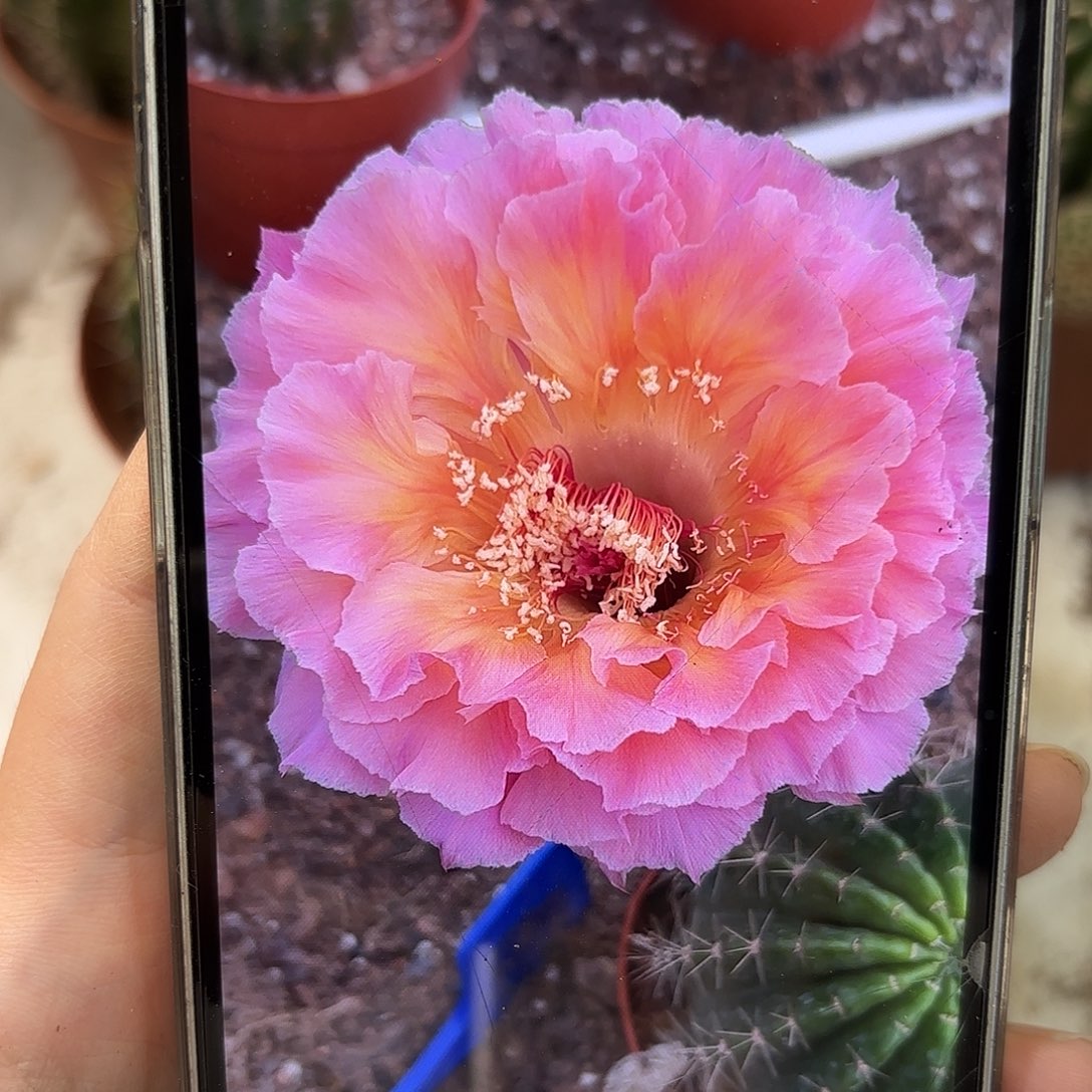 彩草青鸾火凤7公分左右