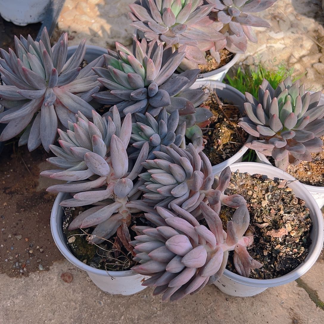 精品多肉红蜻蜓六个