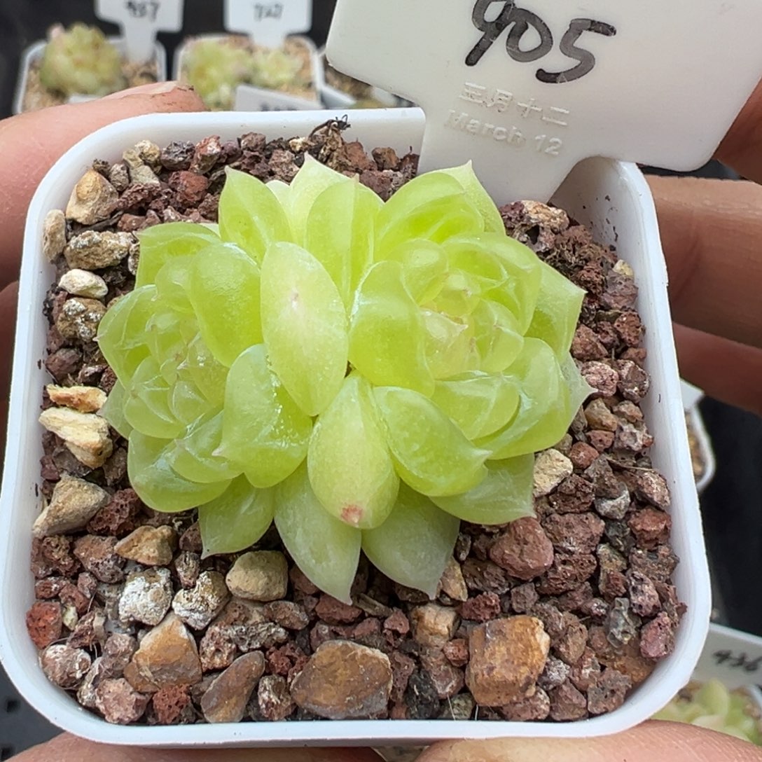 905号黄财晗雨多肉