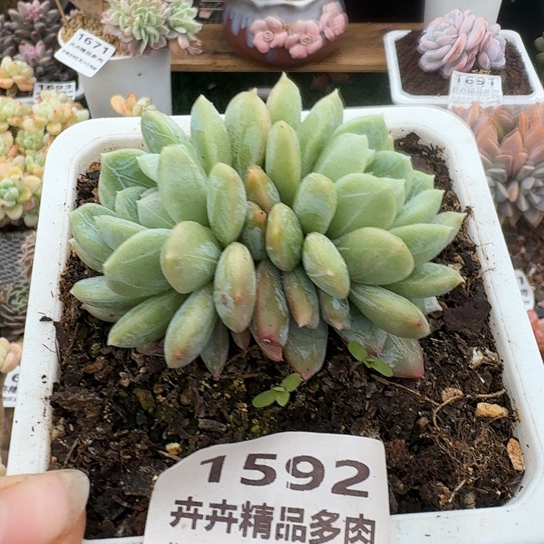 1592一物一拍（满28包邮）