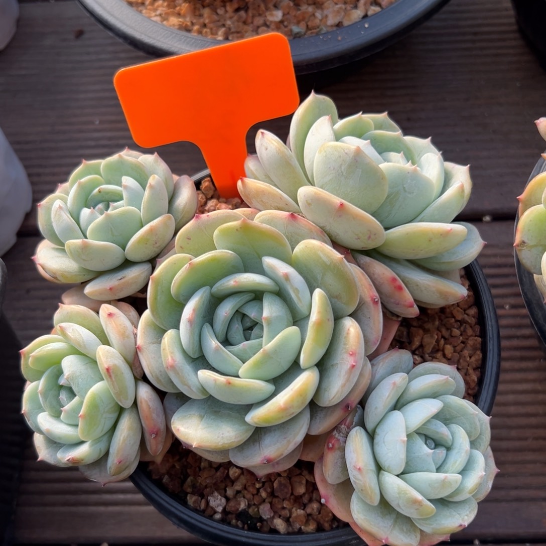 劳林特价1111111111111