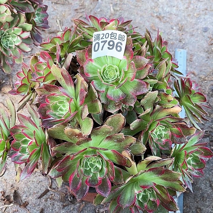 0796 一颗万花筒法师