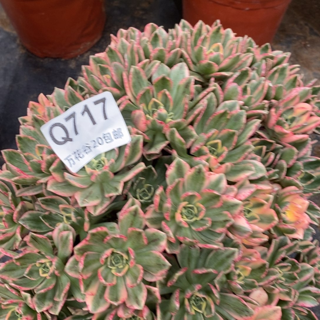 717甜茶多肉植物