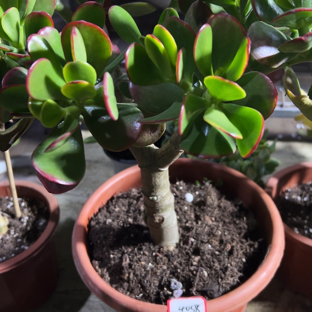 梦***缘稀有黄金花月带土球发货4058