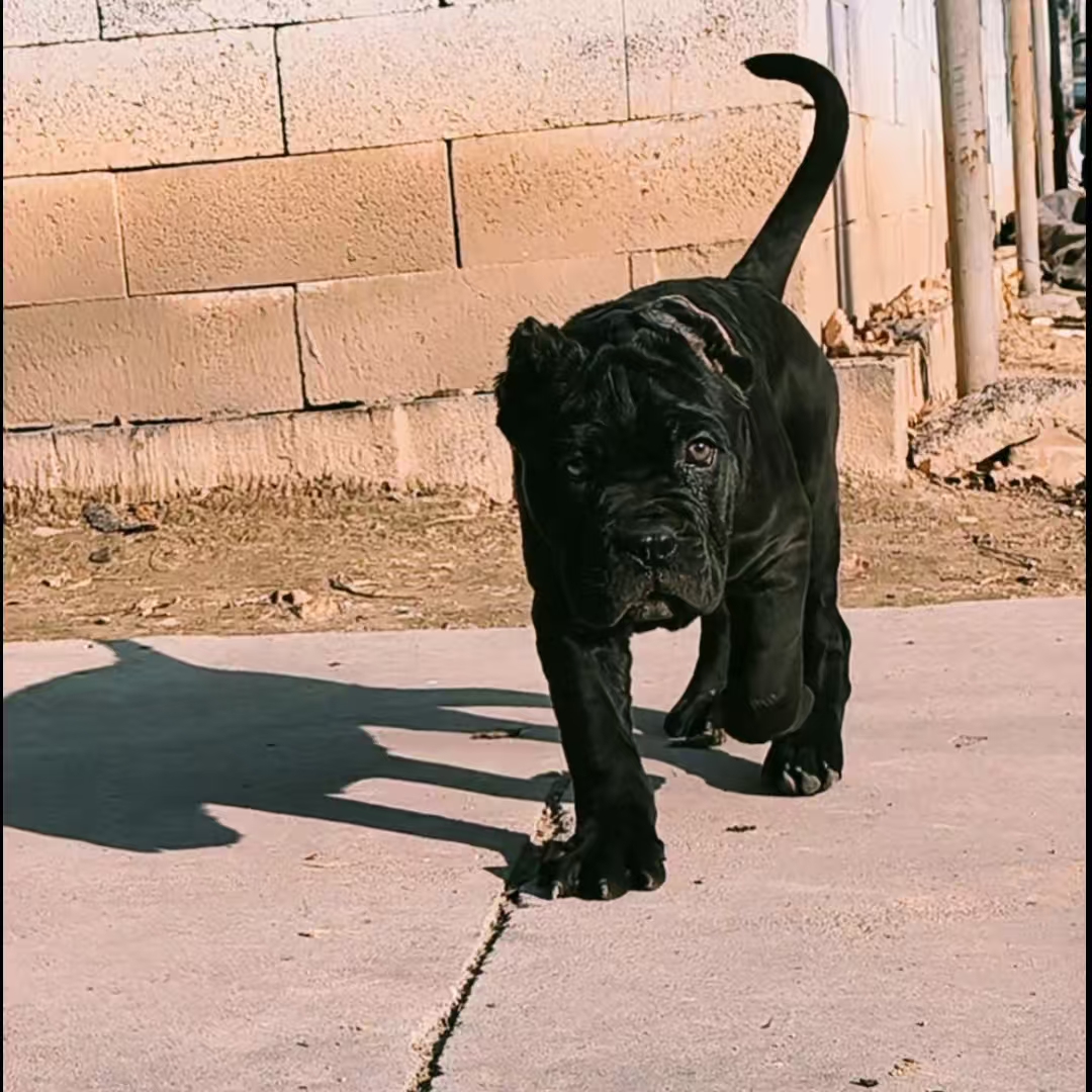 （启航犬业）卡斯罗犬 宠物活体狗狗