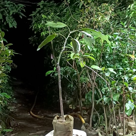 牛油果，带杯发货