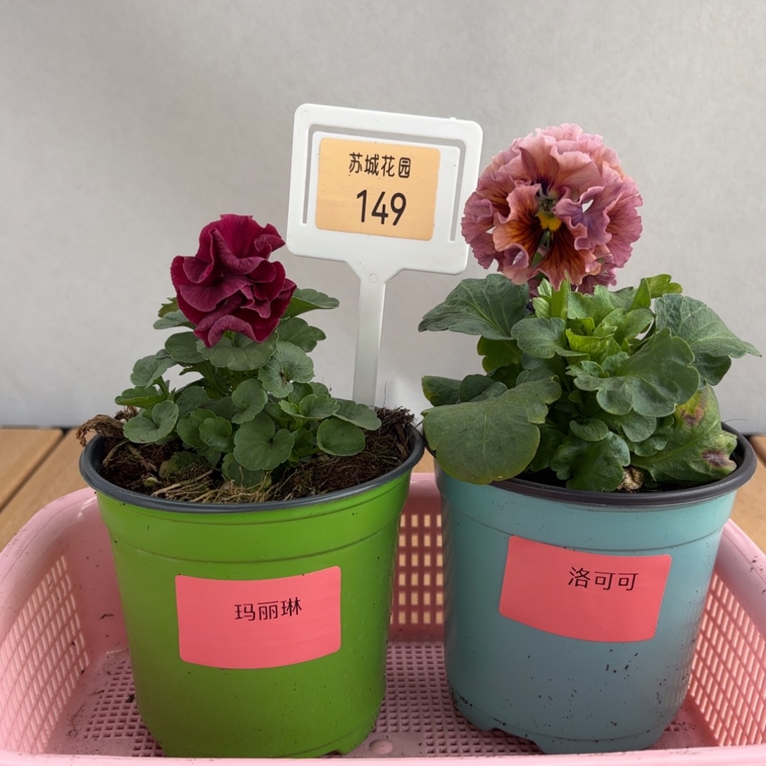 大部分开放少量花苞149