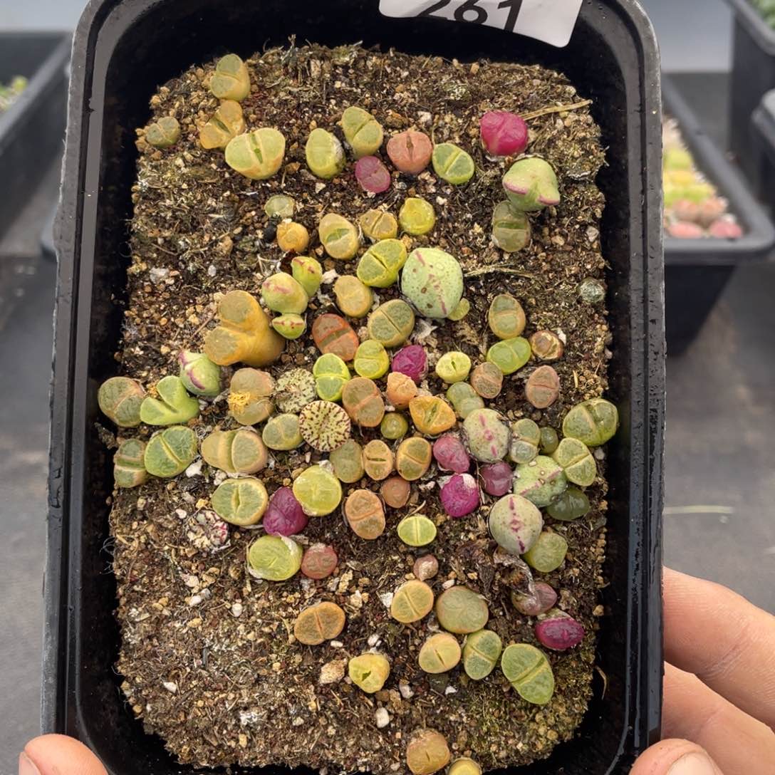 红陶00000000000000261