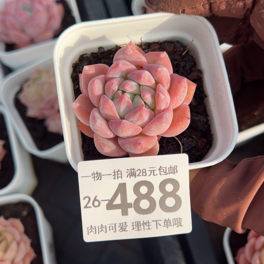 霜花，多肉多肉多肉多肉