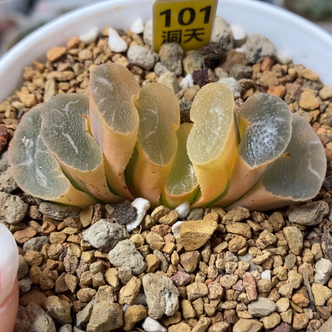 101糊斑大绳玉扇锦一物一拍