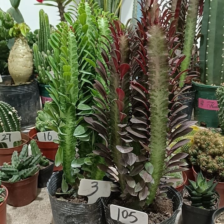 绿植青龙骨    紫龙骨        35元