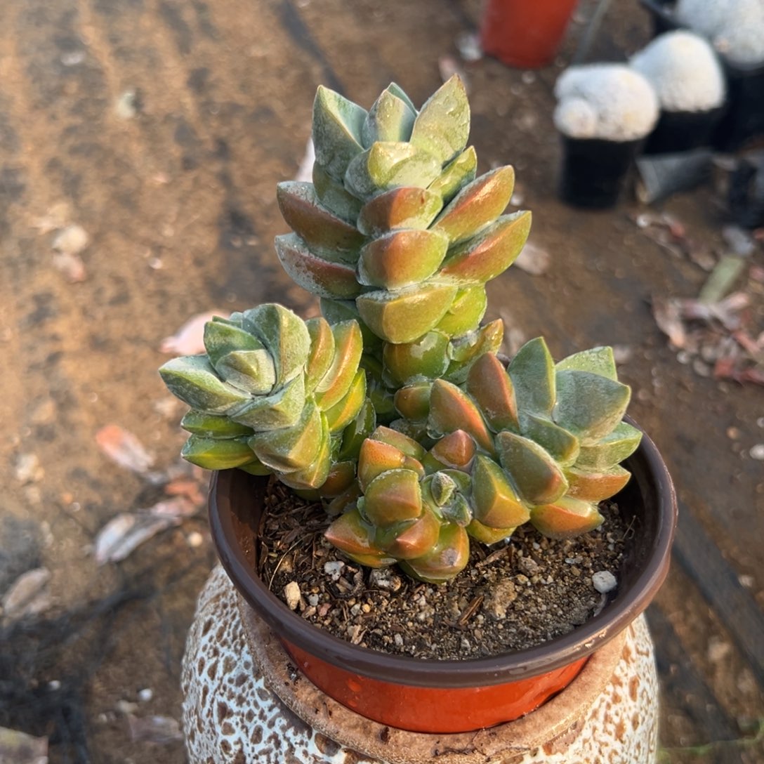 多肉植物多肉植物