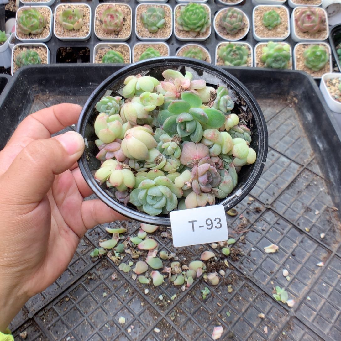 无花朵T93英语英语