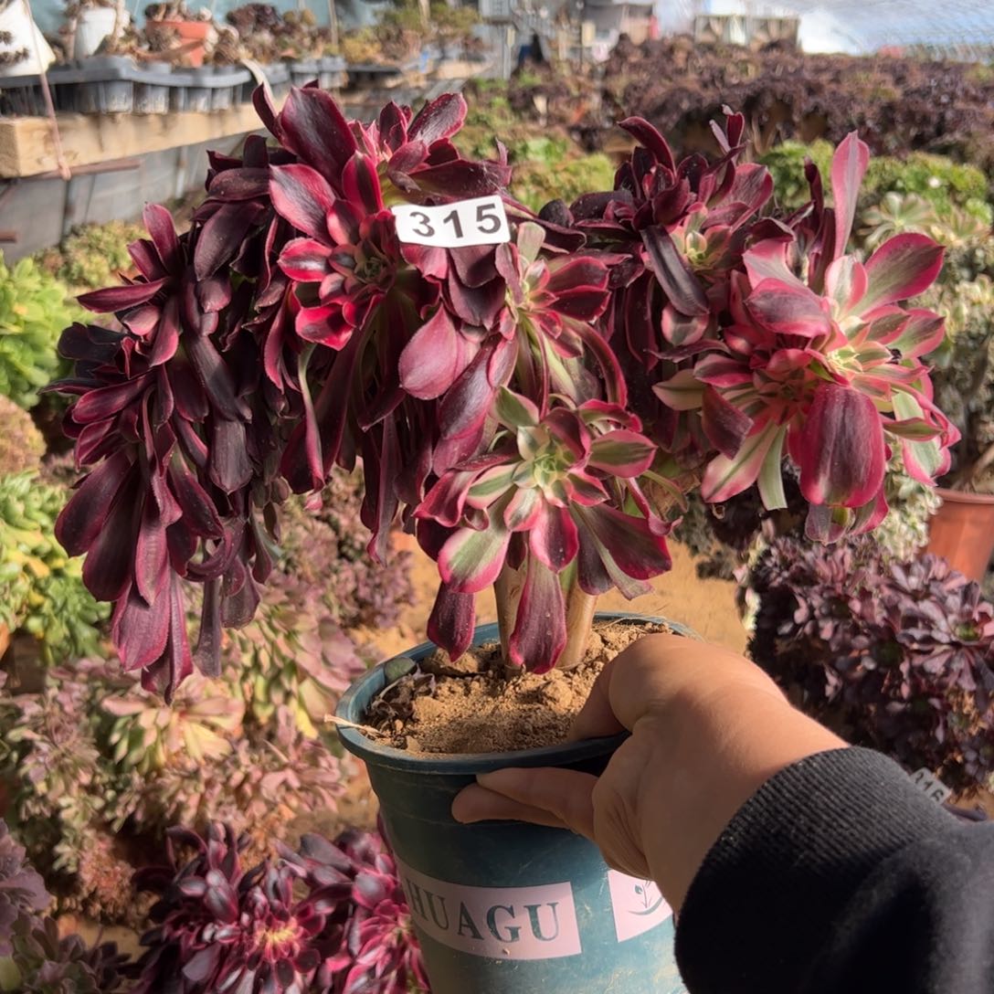 美杜莎缀化315呀