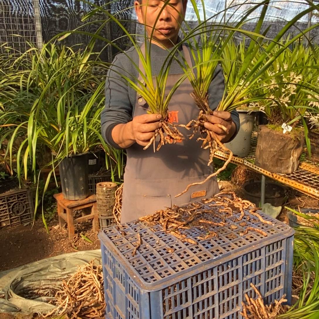 完全开放独占春大雪兰