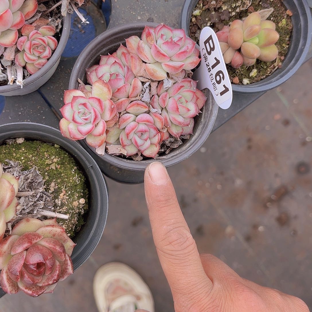 B161荷花一物一拍