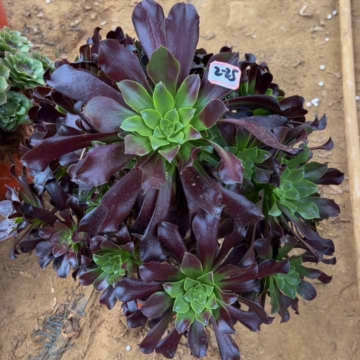 欧子多肉植物2-25