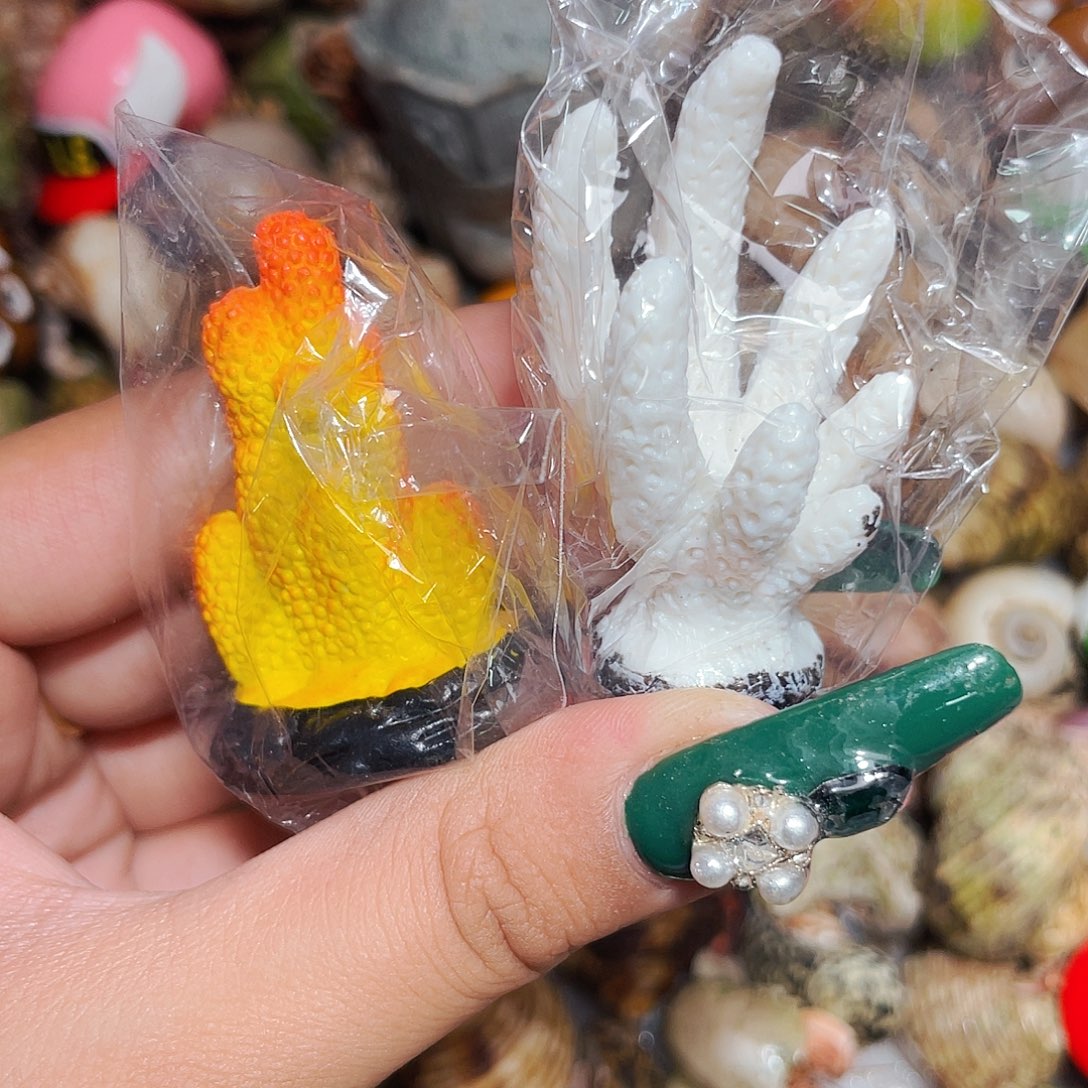 寄居蟹寄居蟹1557