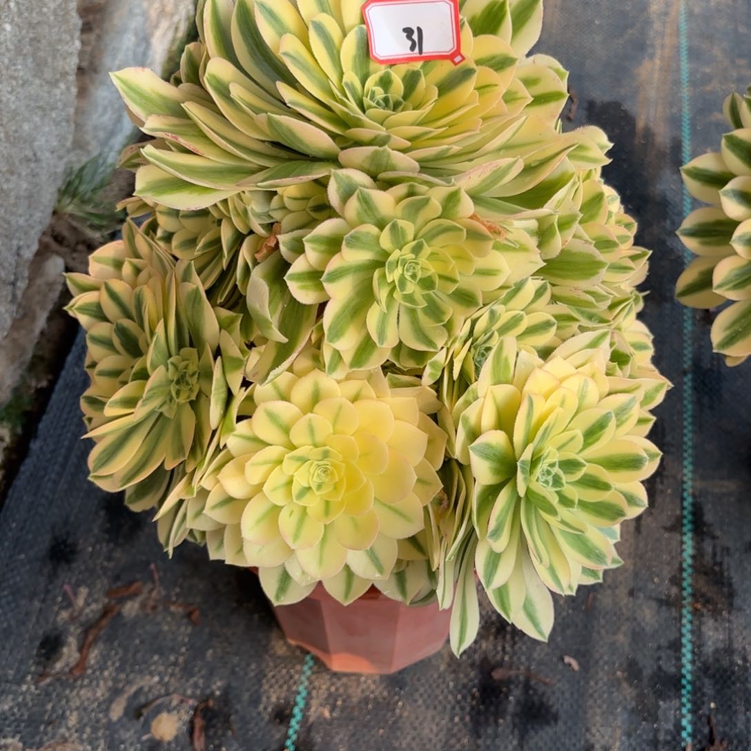 31迈巴赫多肉植物绿植