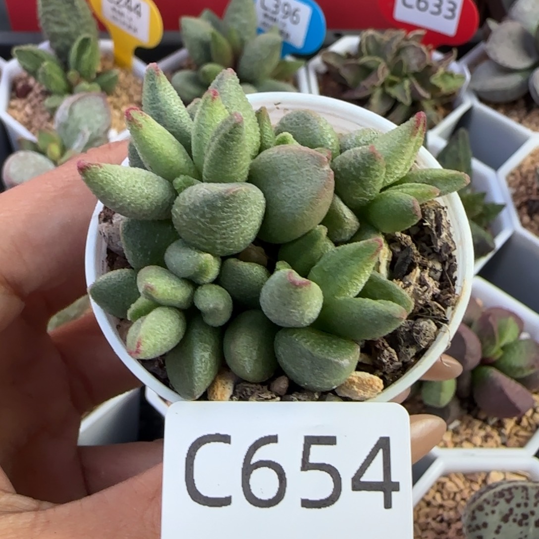 福利多肉水泡。   654。 