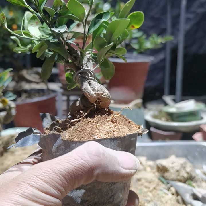 完全开放金豆小橘子绿植