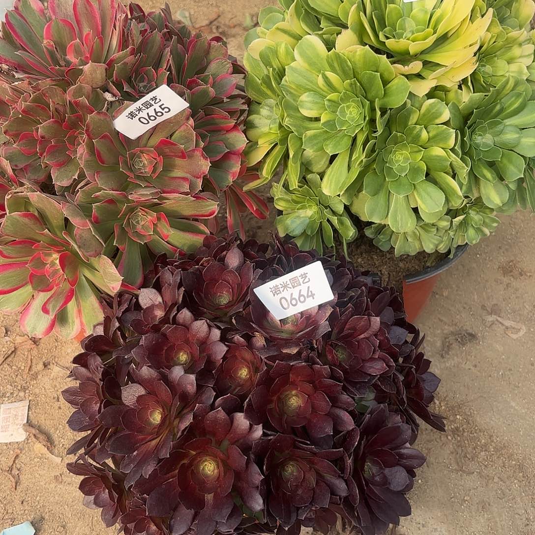 A***n七彩石五彩琉璃黑美人多肉植物6664-65-66