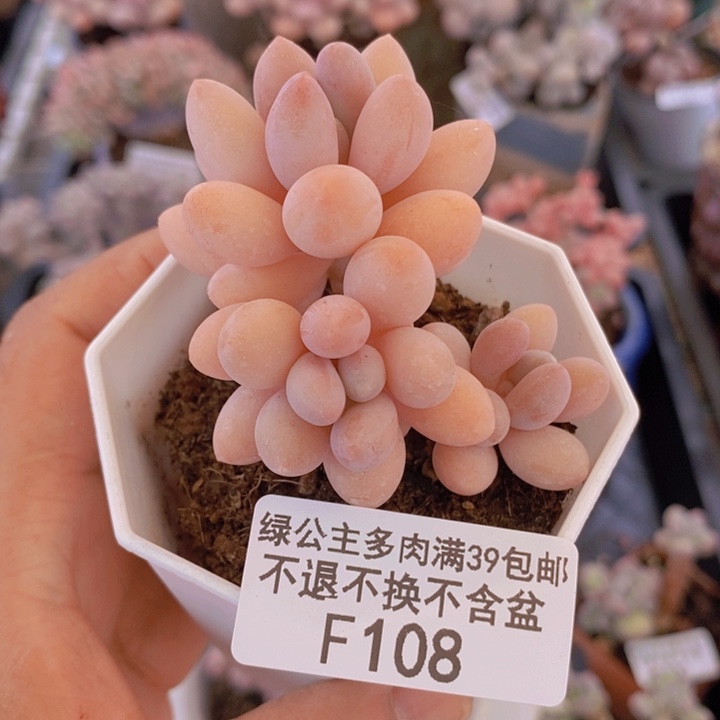 汤圆奶108多肉植物