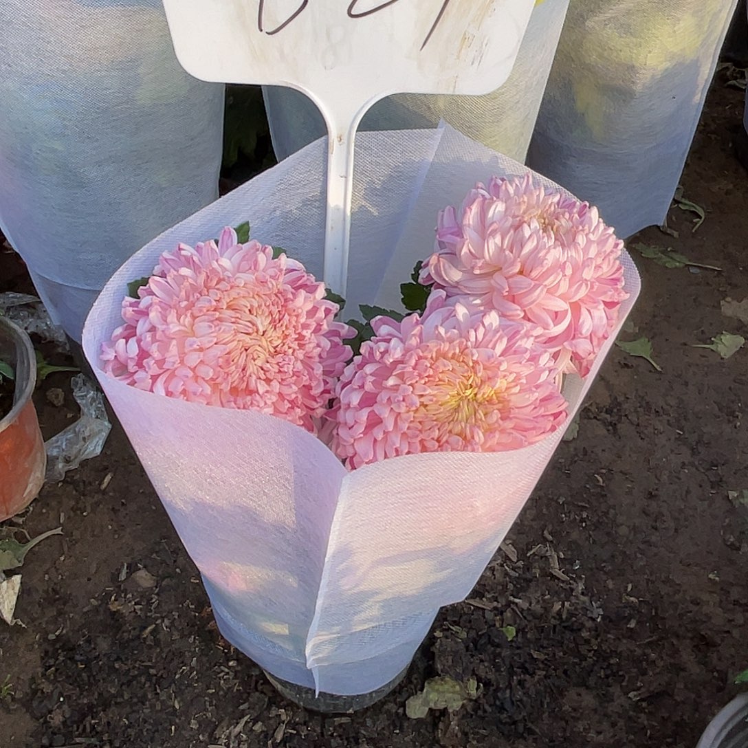 完全开放B2444444444