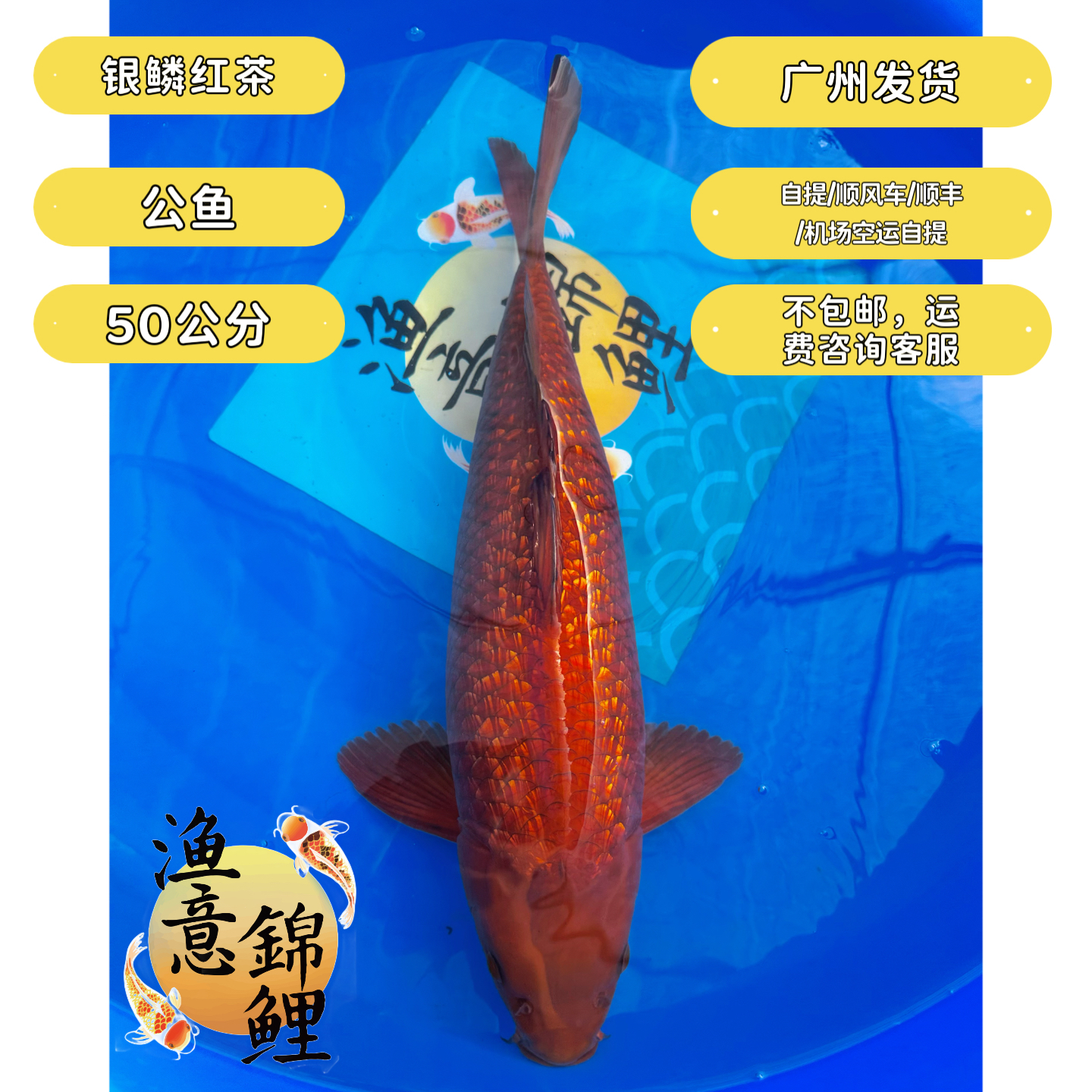 银鳞红茶锦鲤观赏鱼50公分公鱼自提/顺风车/空运下单前咨询运费