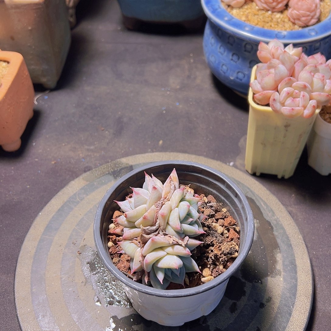 格*卡杂，多肉植物