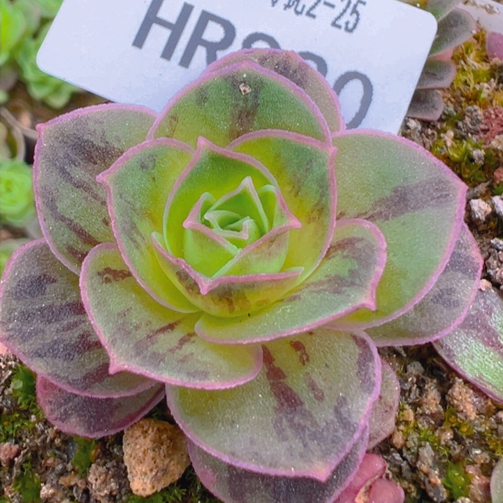 HR820下播福利黄金若初锦瑟各种贵货