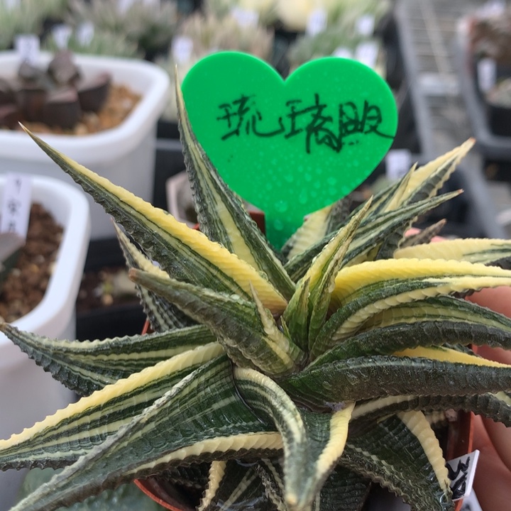 琉璃殿一物一拍带盆