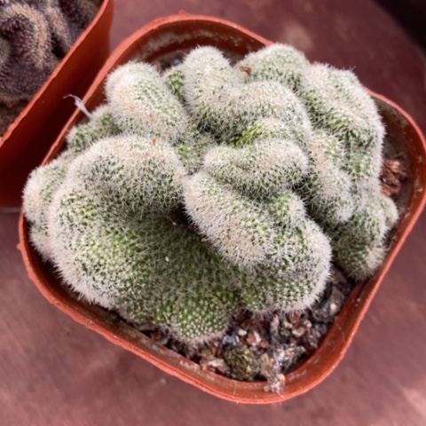 芳香丸缀6仙人球