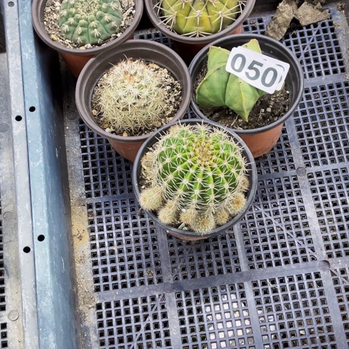 050仙人球一物一图如图